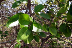 Mystroxylon aethiopicum image