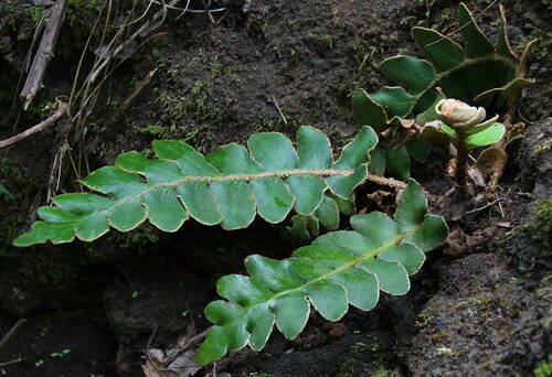 Asplenium aureum image