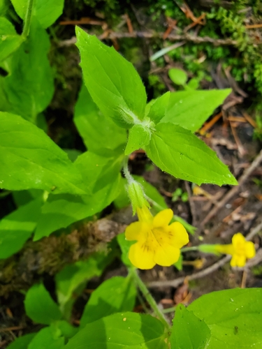 Erythranthe ptilota (Erythranthe ptilota)