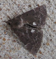 Hypena bijugalis