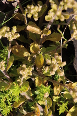 Pseudoselago peninsulae