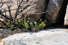 Pseudoselago peninsulae