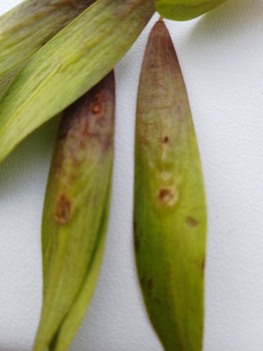Contarinia marchali