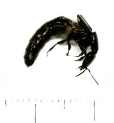 Thyreocephalus chloropterus