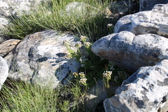 Pseudoselago peninsulae