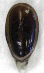 Thyreocephalus chloropterus