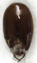 Thyreocephalus chloropterus