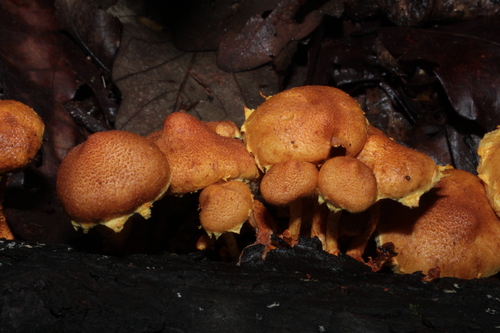 Pholiota (Photo 2 of 2)