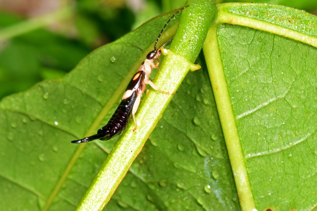 Doru albipes