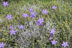 Campanula spatulata