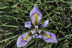 Iris unguicularis cretensis
