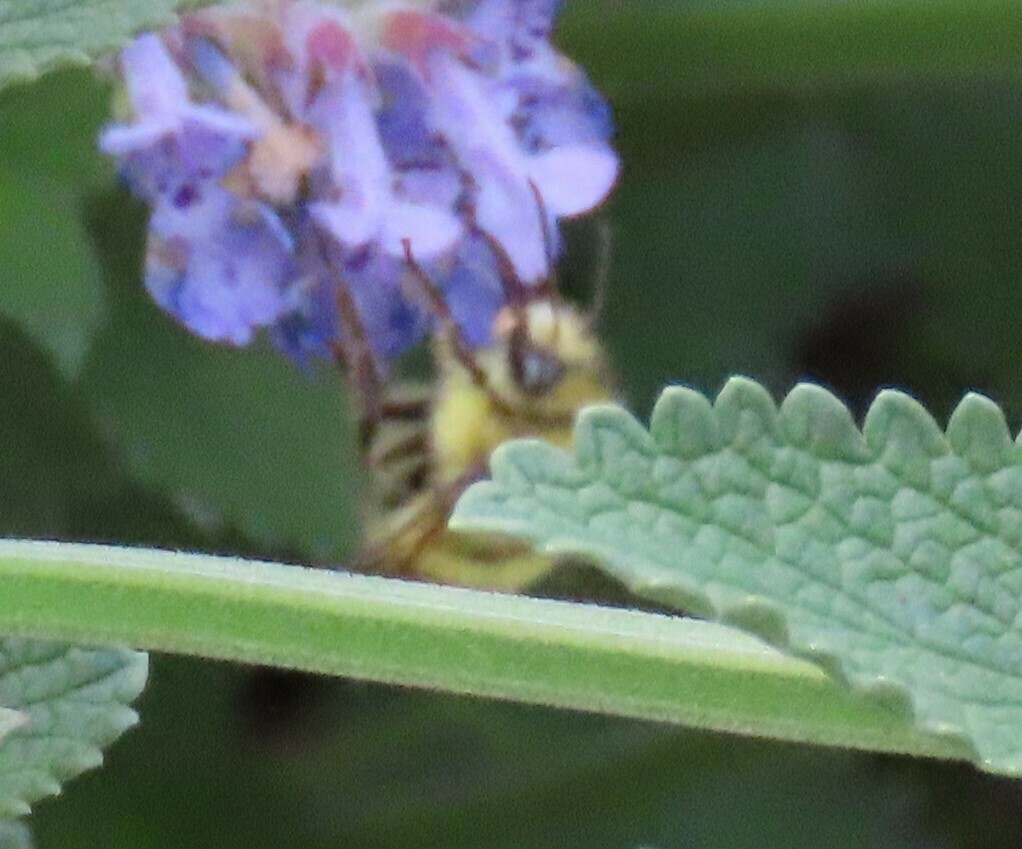 Pyrobombus From Jefferson County WA USA On June 14 2023 At 11 12 AM