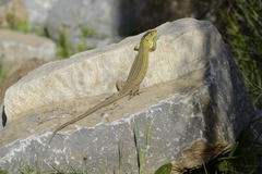 Lacerta trilineata polylepidota