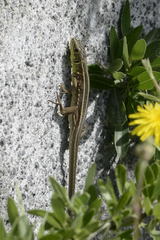 Lacerta trilineata polylepidota