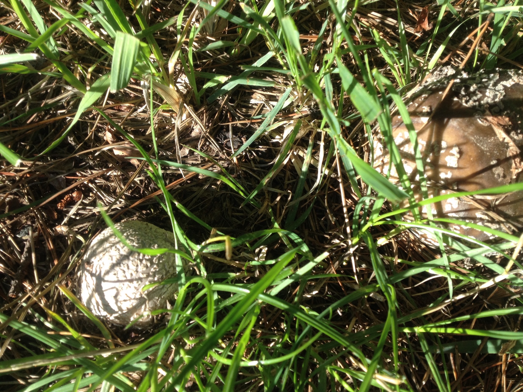 Amanita excelsa image