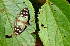 Lepidoptera