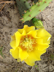 Opuntia fusco-atra