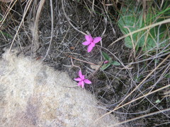 Rhodohypoxis