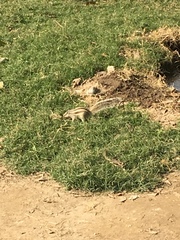 Funambulus pennantii