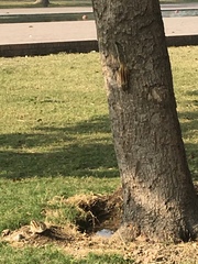 Funambulus pennantii