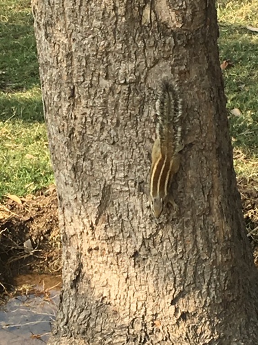 Northern Palm Squirrel