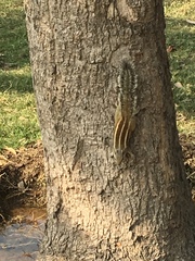 Funambulus pennantii