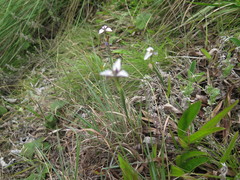 Moraea modesta