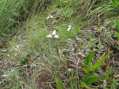 Moraea modesta