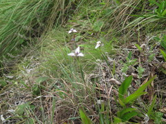 Moraea modesta