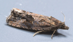 Endothenia nubilana