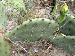 Opuntia fusco-atra