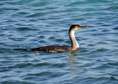 Gulosus aristotelis desmarestii