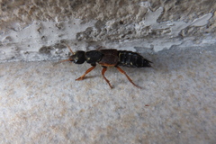 Staphylinus dimidiaticornis