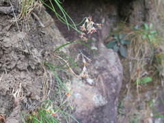 Tulbaghia
