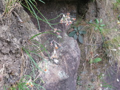 Tulbaghia