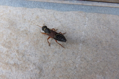 Staphylinus dimidiaticornis