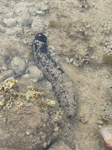 Lollyfish Sea Cucumber, North Pacific Ocean, Kapaa, HI, US, photo 6 of 10