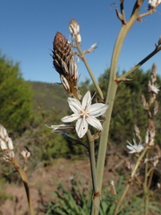 Asphodelus ramosus ramosus