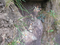 Tulbaghia