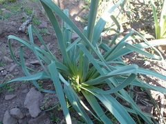 Asphodelus ramosus ramosus