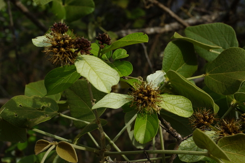 Combretum obovatum image