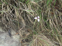 Moraea modesta