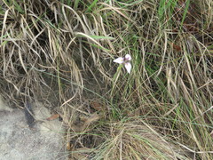 Moraea modesta