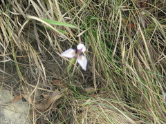 Moraea modesta