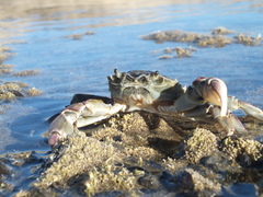 Cyrtograpsus angulatus