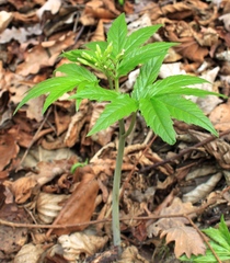 Cardamine heptaphylla