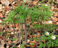 Cardamine heptaphylla