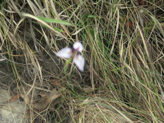 Moraea modesta