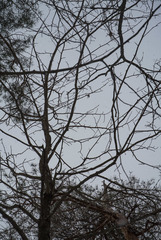 Magnolia acuminata