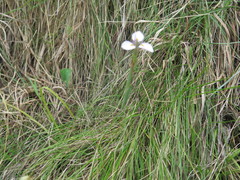 Moraea modesta